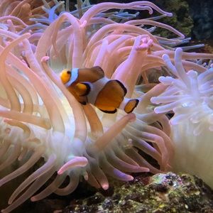 Meet your Posher, Haylee